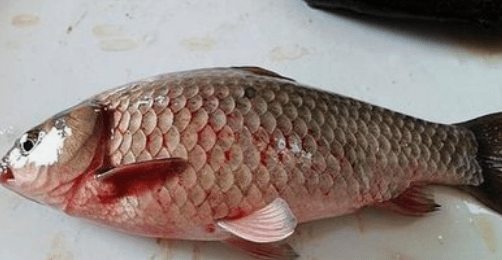 鱼病知识浮游病毒