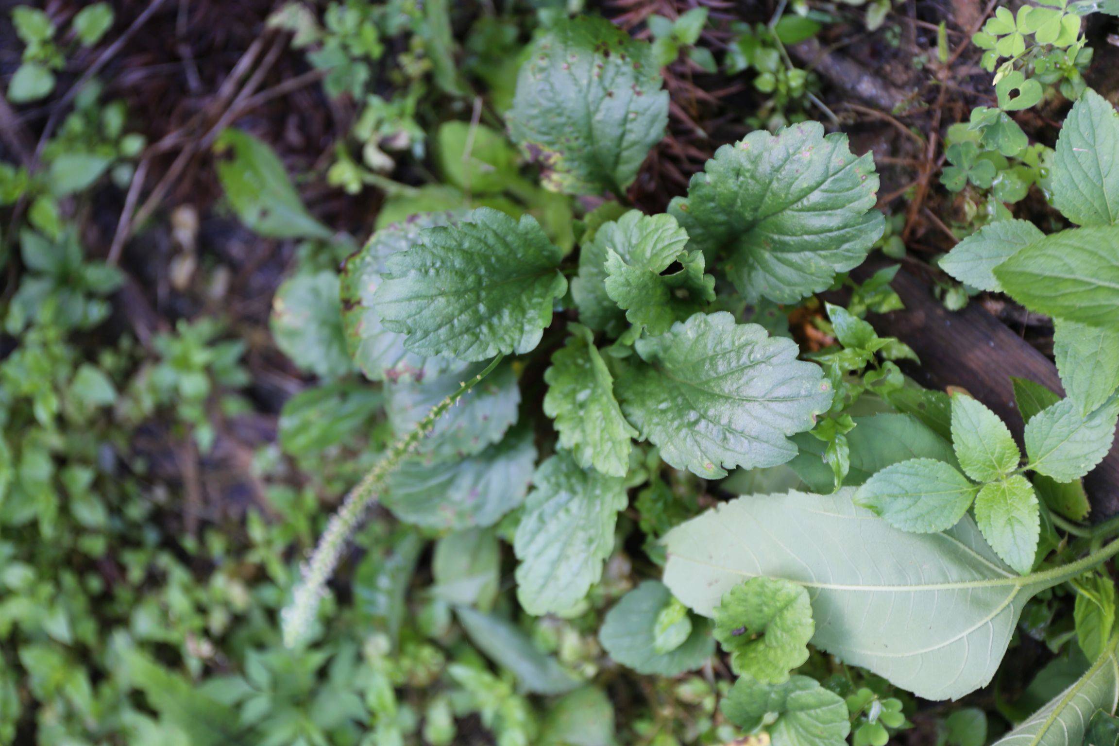 庆元植物1413-车前科-车前属-疏花车前(亚种)