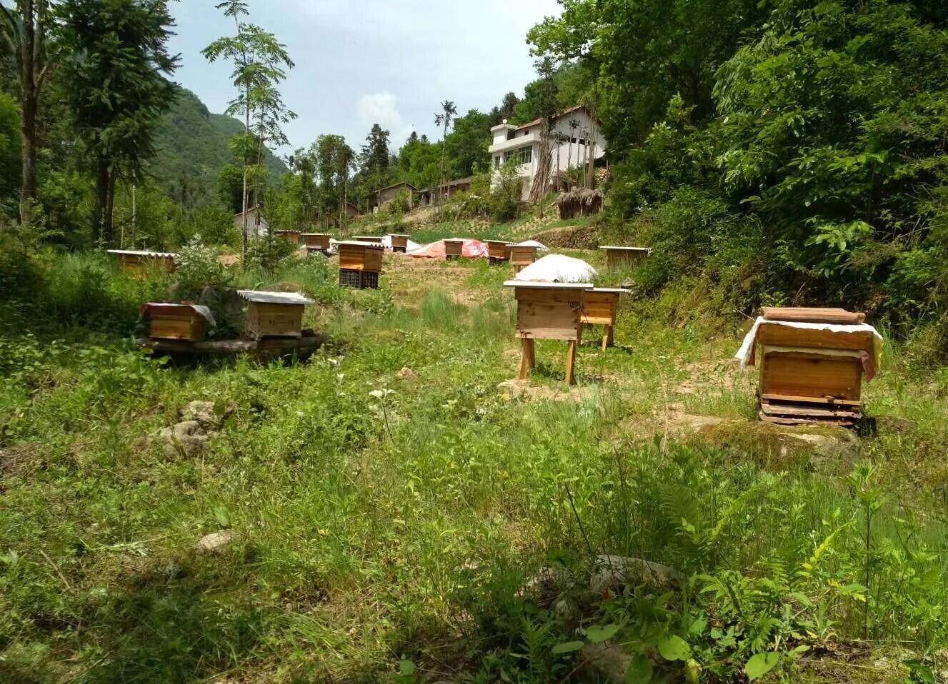 陕西学子走基层:合作养蜂增收入,农民生活比蜜甜