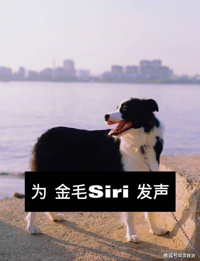 为金毛siri发声