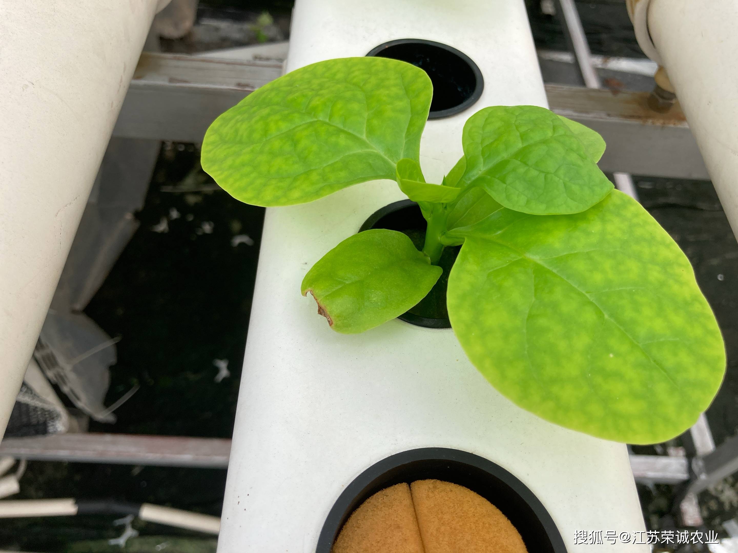 江苏荣诚农业 木耳菜