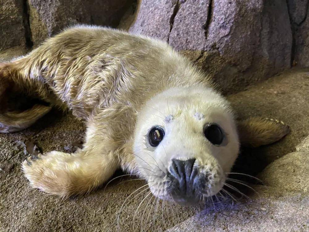 喜添新丁丨西安曲江海洋极地公园新生海狗宝宝征名啦