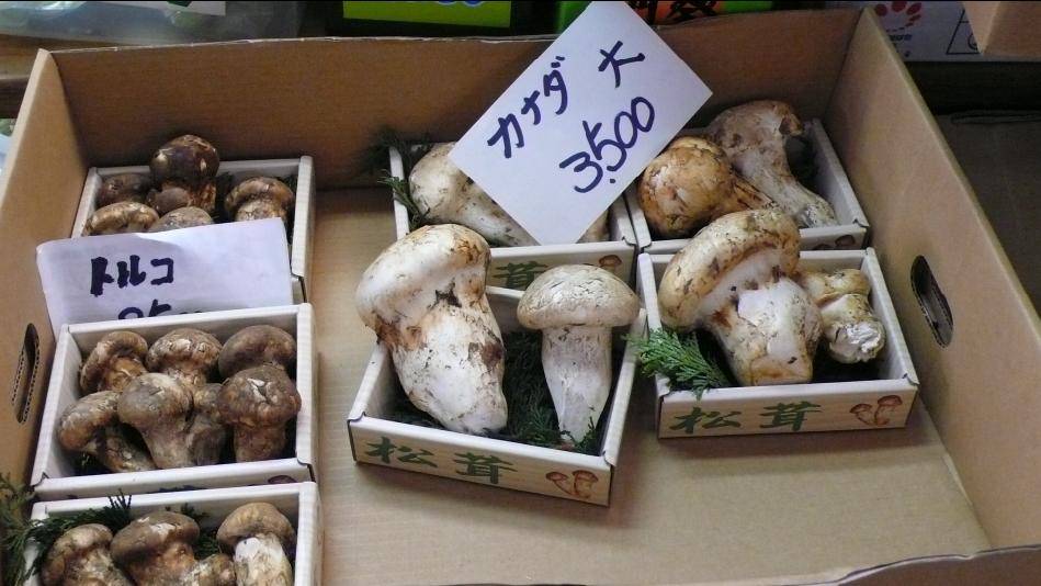 春芝堂解密松茸缘何被日本人奉为神菌