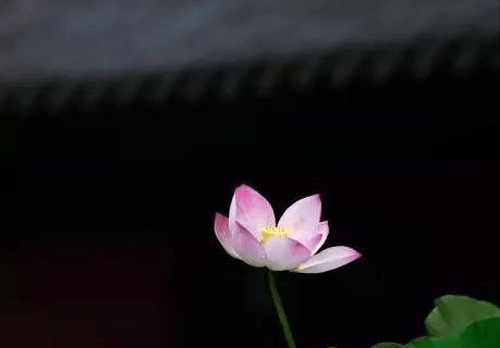 摄影|拍荷花的拍摄技法