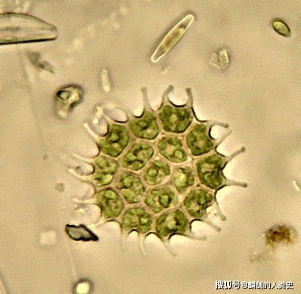 地球生物全系列 从单细胞到人类 绿藻门 绿藻纲 毛藻目