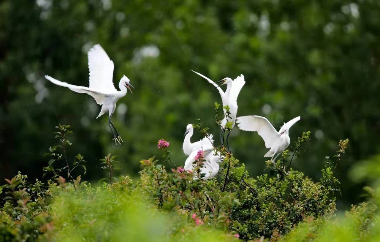 江苏东海:生态廊道白鹭飞_白鹭上