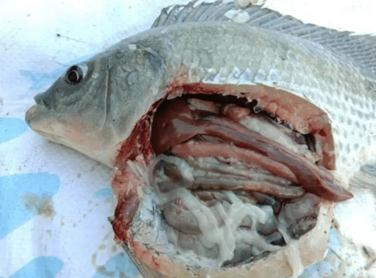 早春时节四大家鱼养殖两虫一菌处理方案