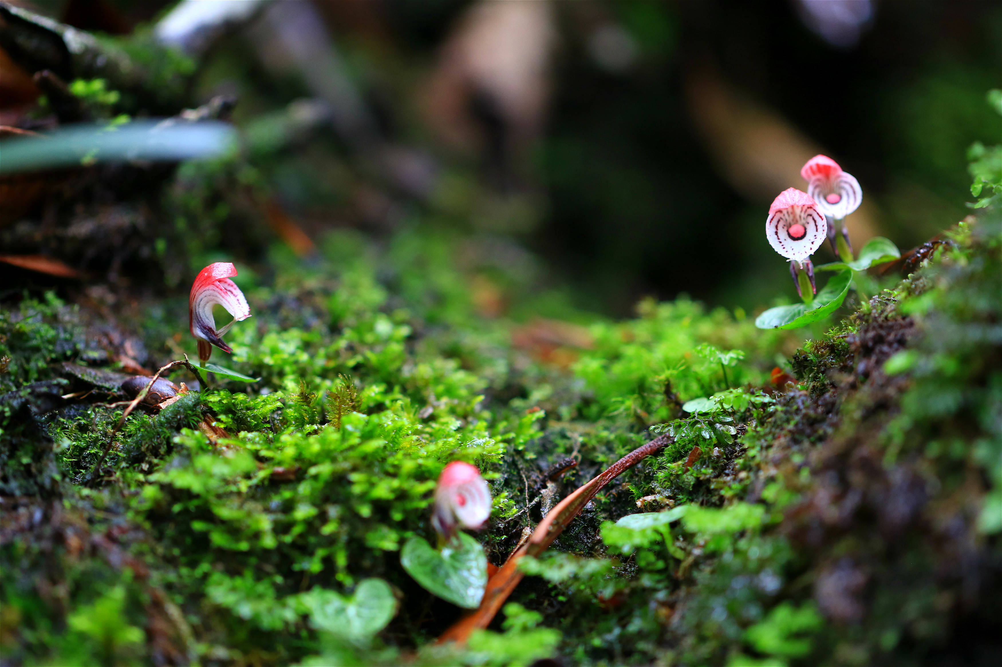 新纪录!云南龙陵首次发现濒危物种大理铠兰
