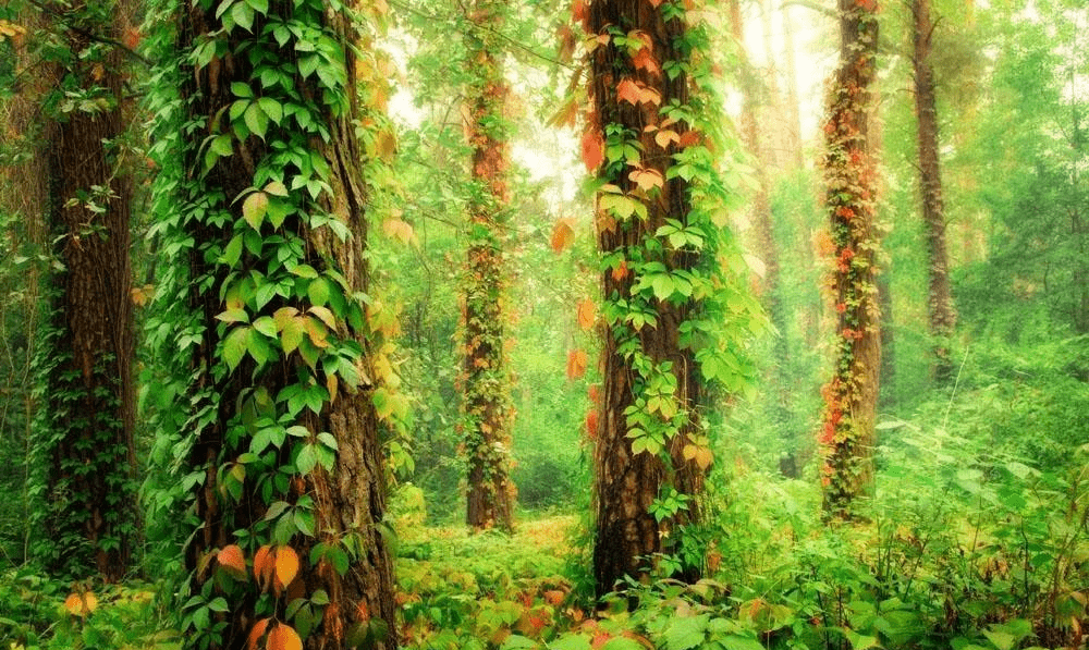 八字命理篇乙木总论花草藤蔓