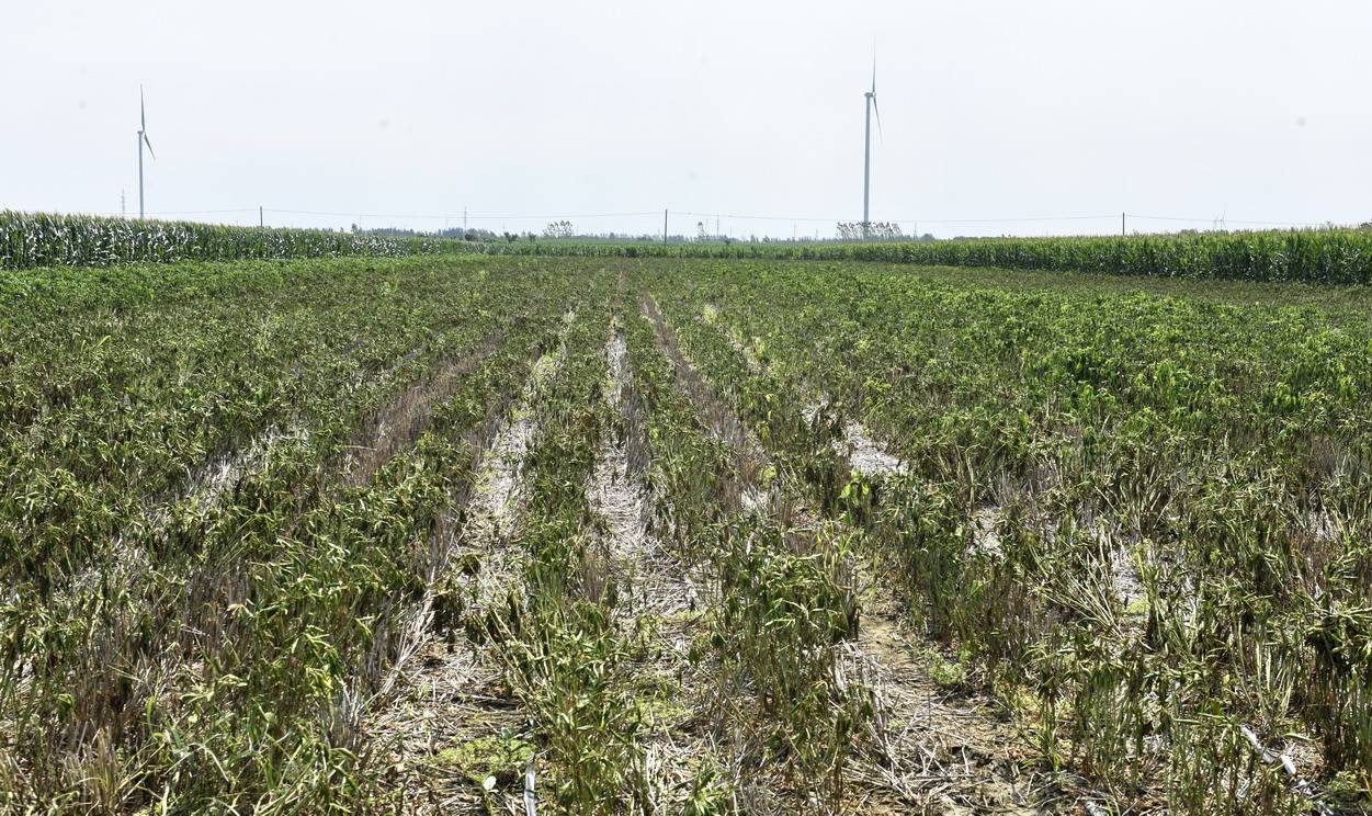 一些辣椒,玉米,蔬菜,西瓜等农作物受灾严重,庄稼仍然浸泡在水中,大片