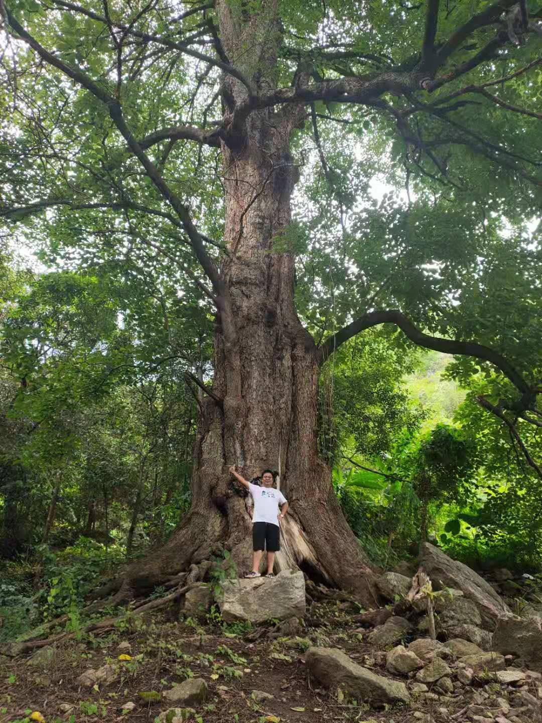 云南保山这棵千年野生桑树被专家评为世界桑树王树高49