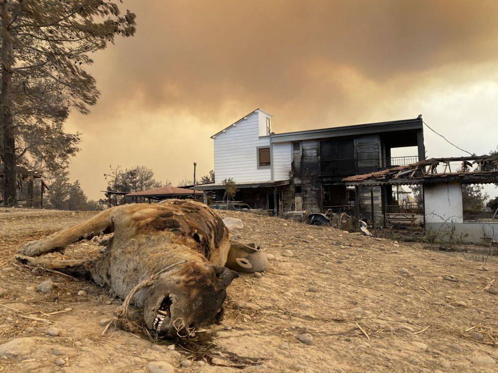 土耳其森林大火中受到威胁的动物们
