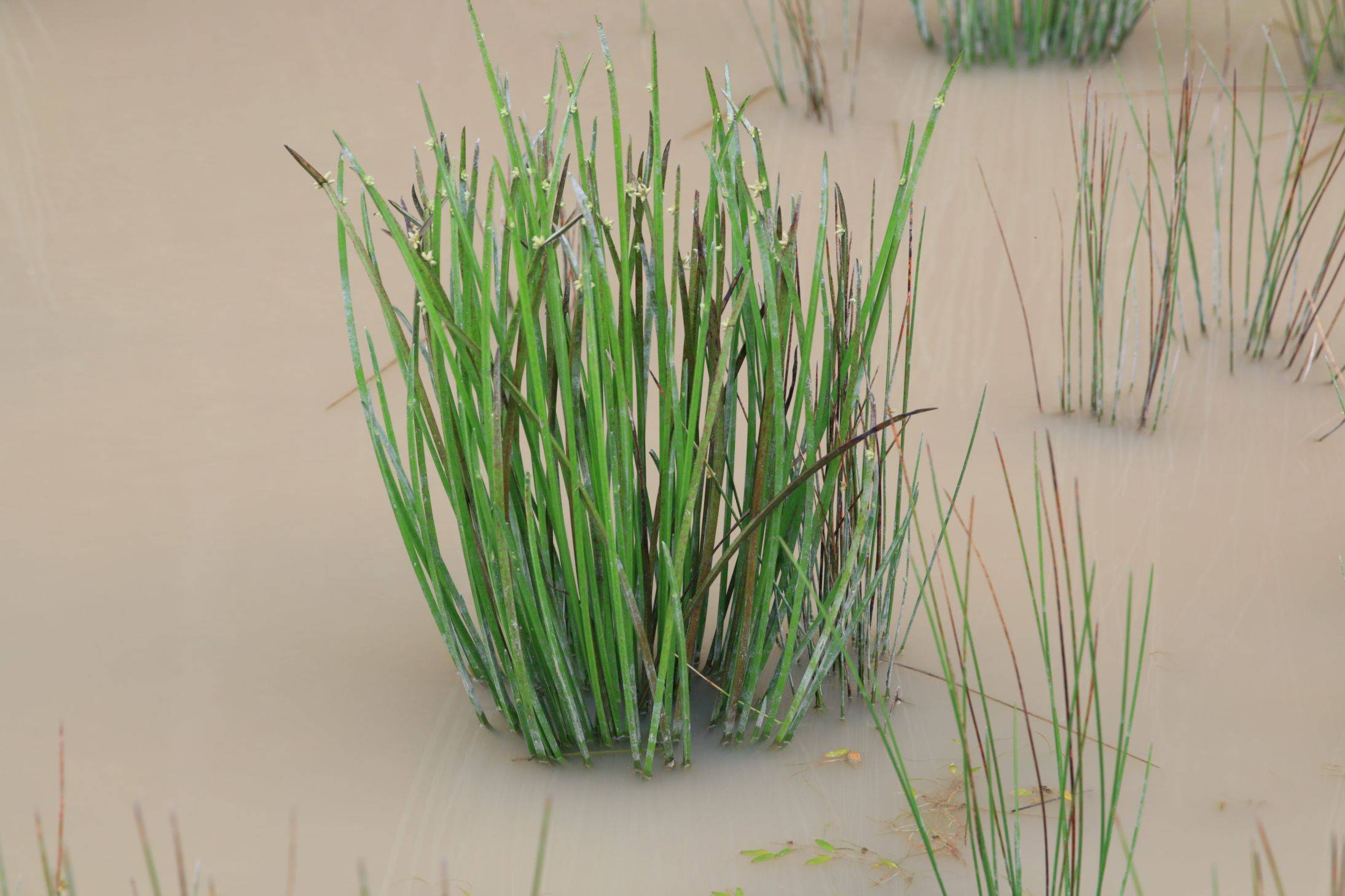 庆元植物1424莎草科藨草属现水葱属水毛花
