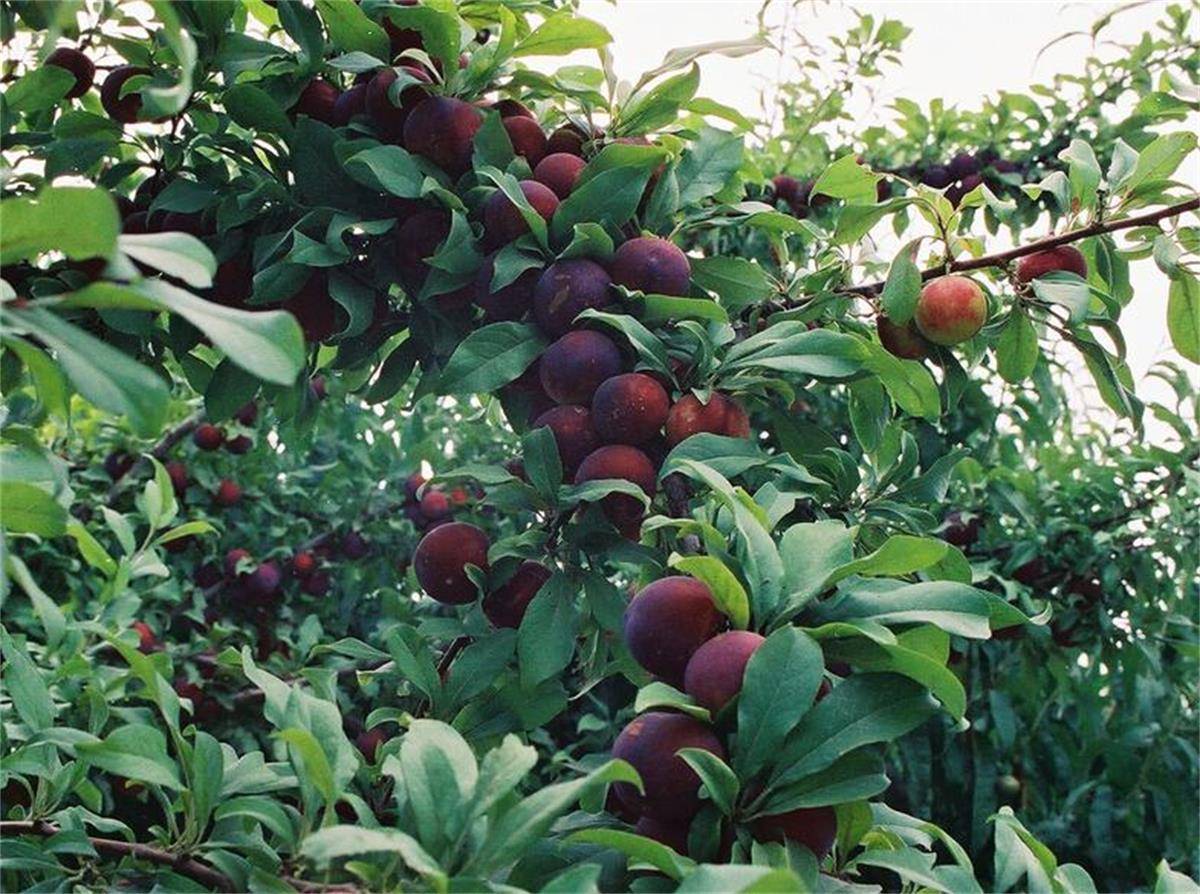 夏季李子树采摘后的管理技术和注意事项