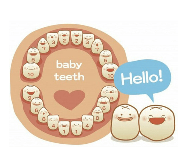 几个月会有四个乳牙 11ba30063c544b3bbff888462c2c2f92.png