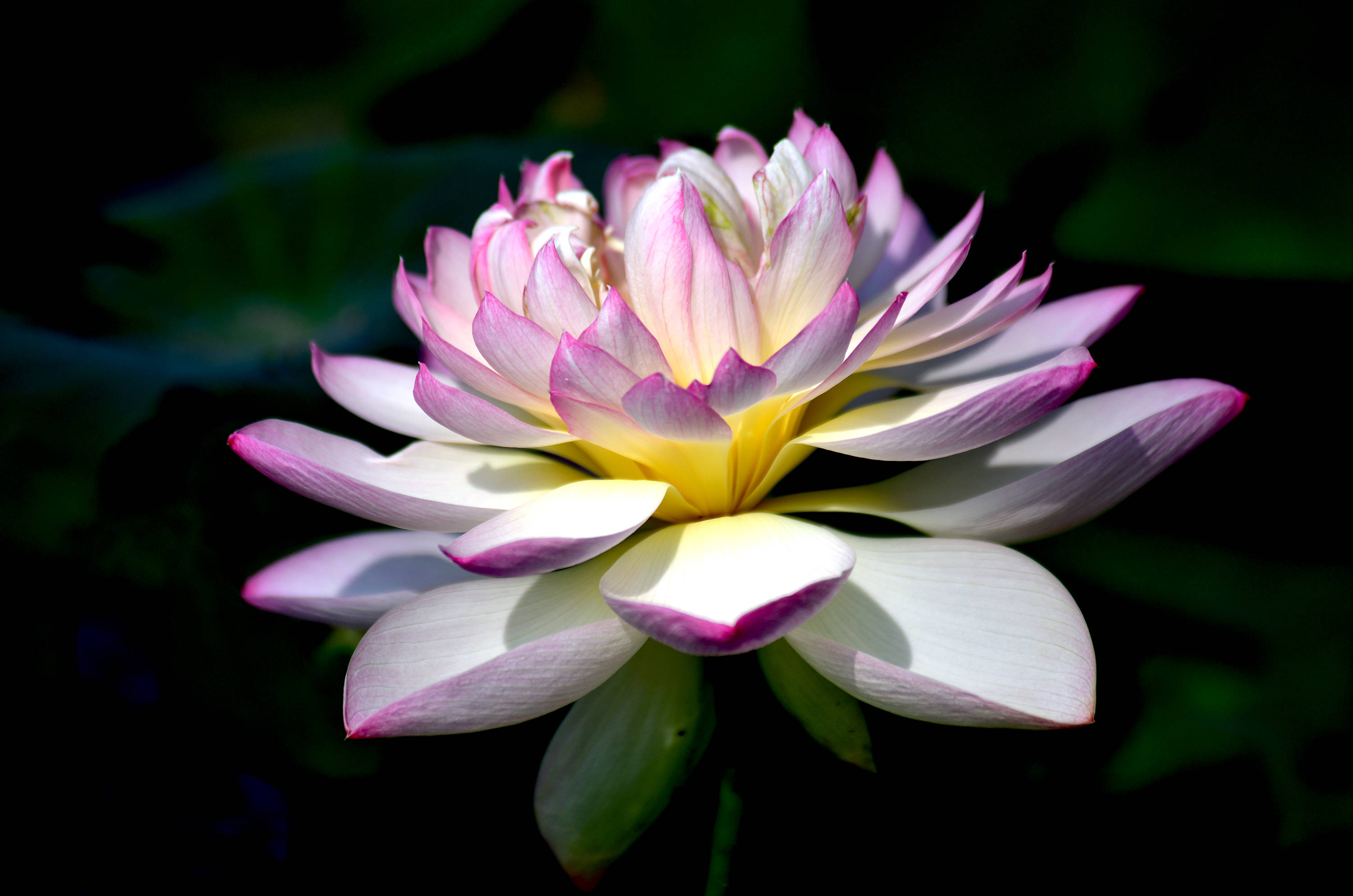 圆明园里观荷花(七)——荷花品鉴(上)_品种