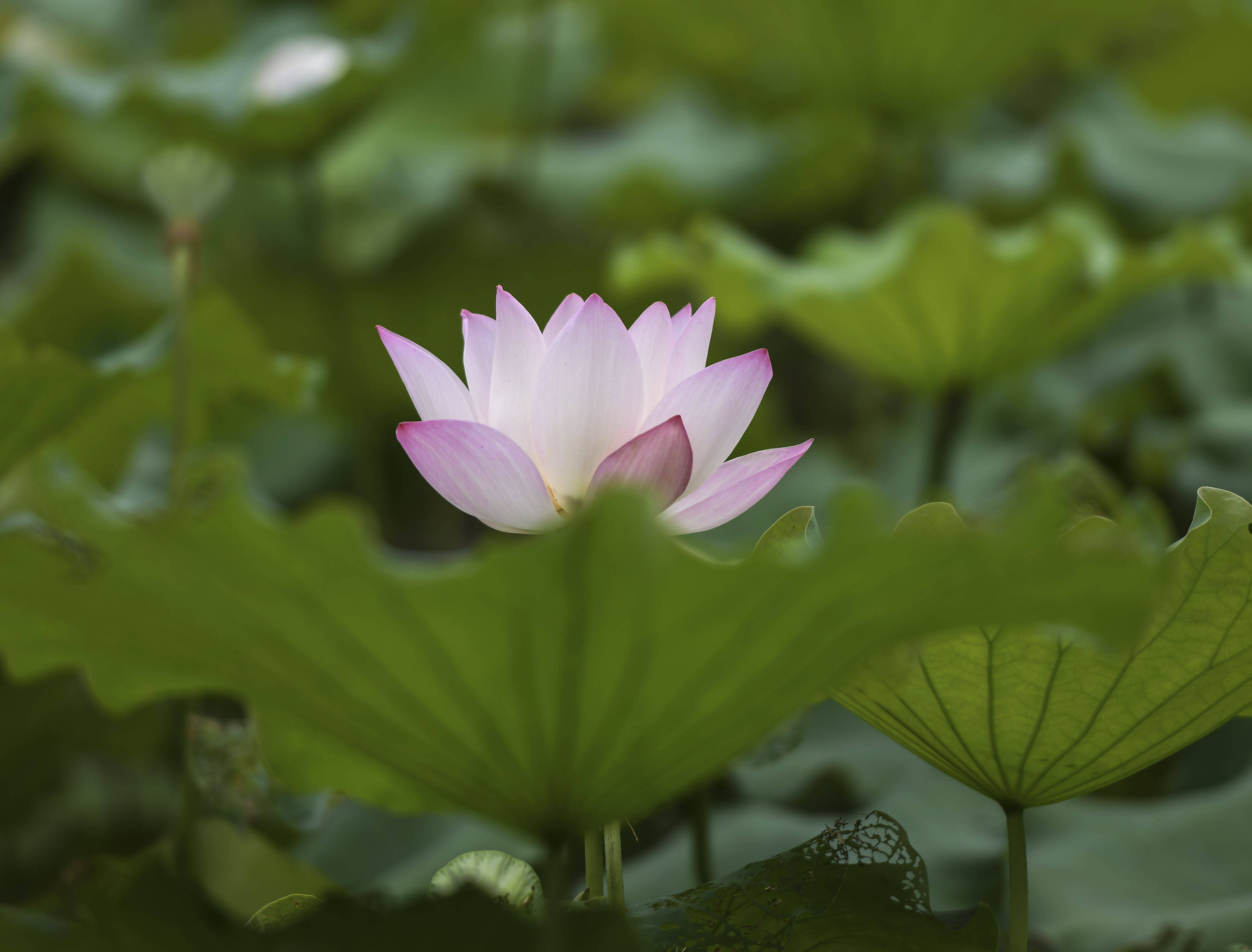 末伏 到合肥花冲公园拍荷花 看看荷花美不美 搜狐大视野 搜狐新闻