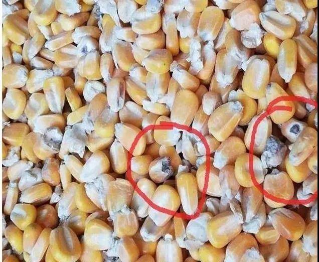 养殖业|霉菌毒素为什么是隐性杀手？看看它的这五大特点就知道