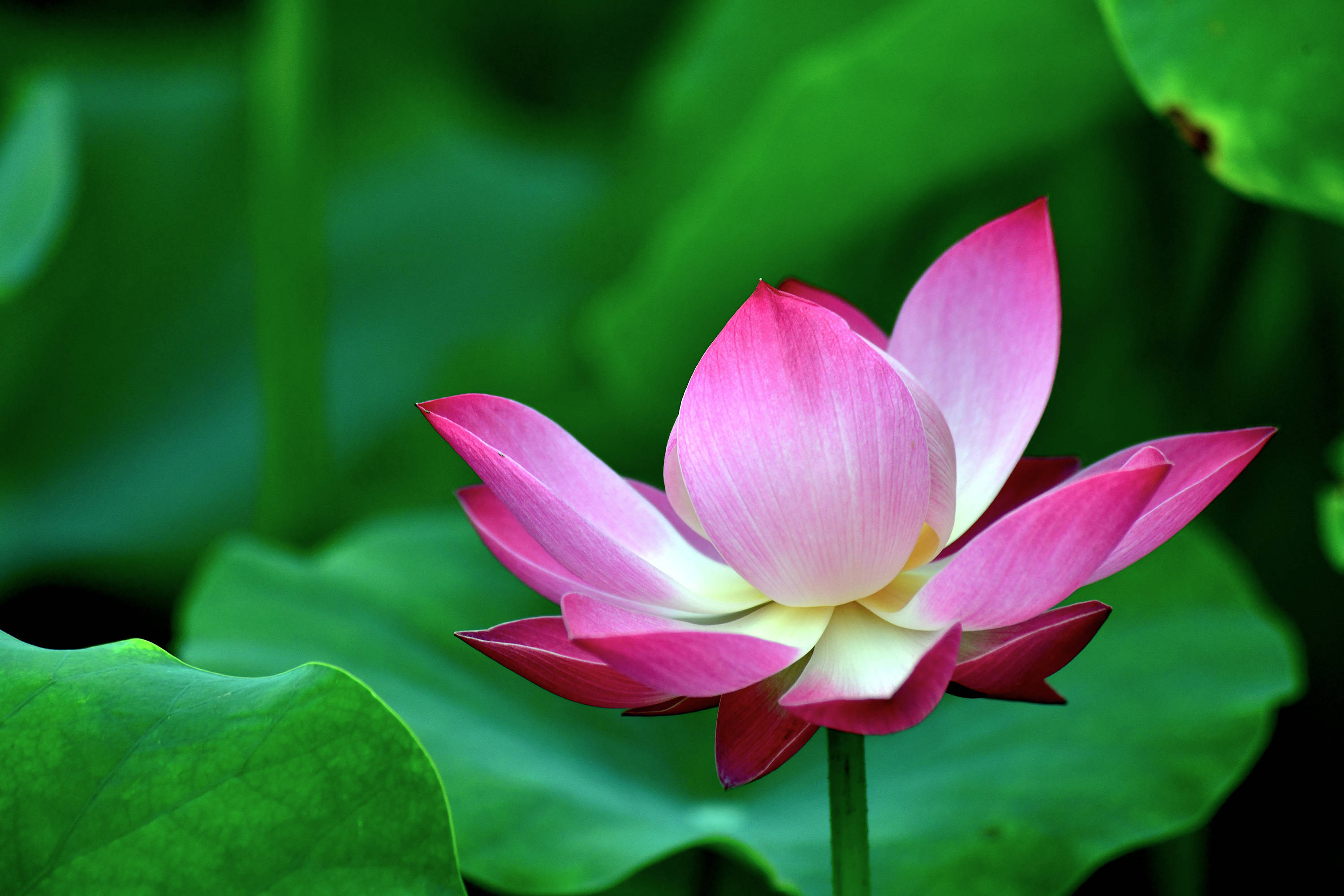 圆明园里观荷花九荷花品鉴下