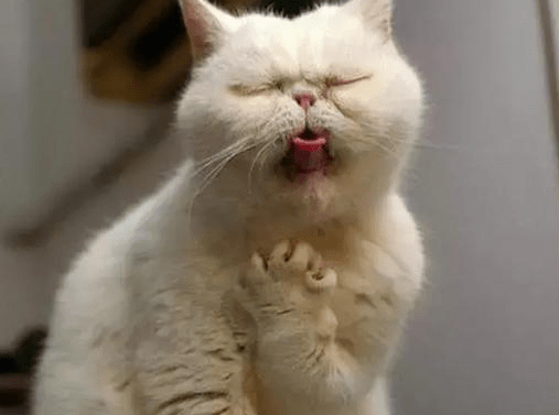 养宠经验猫吐出来的毛球什么样