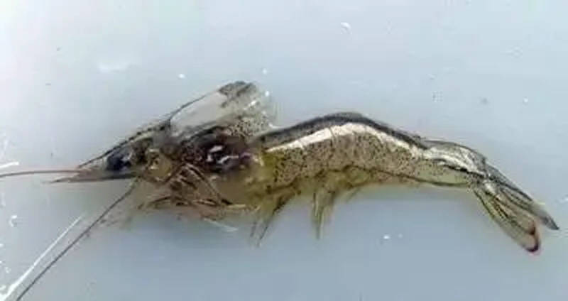 对虾池塘爆发纤毛虫应该怎么办