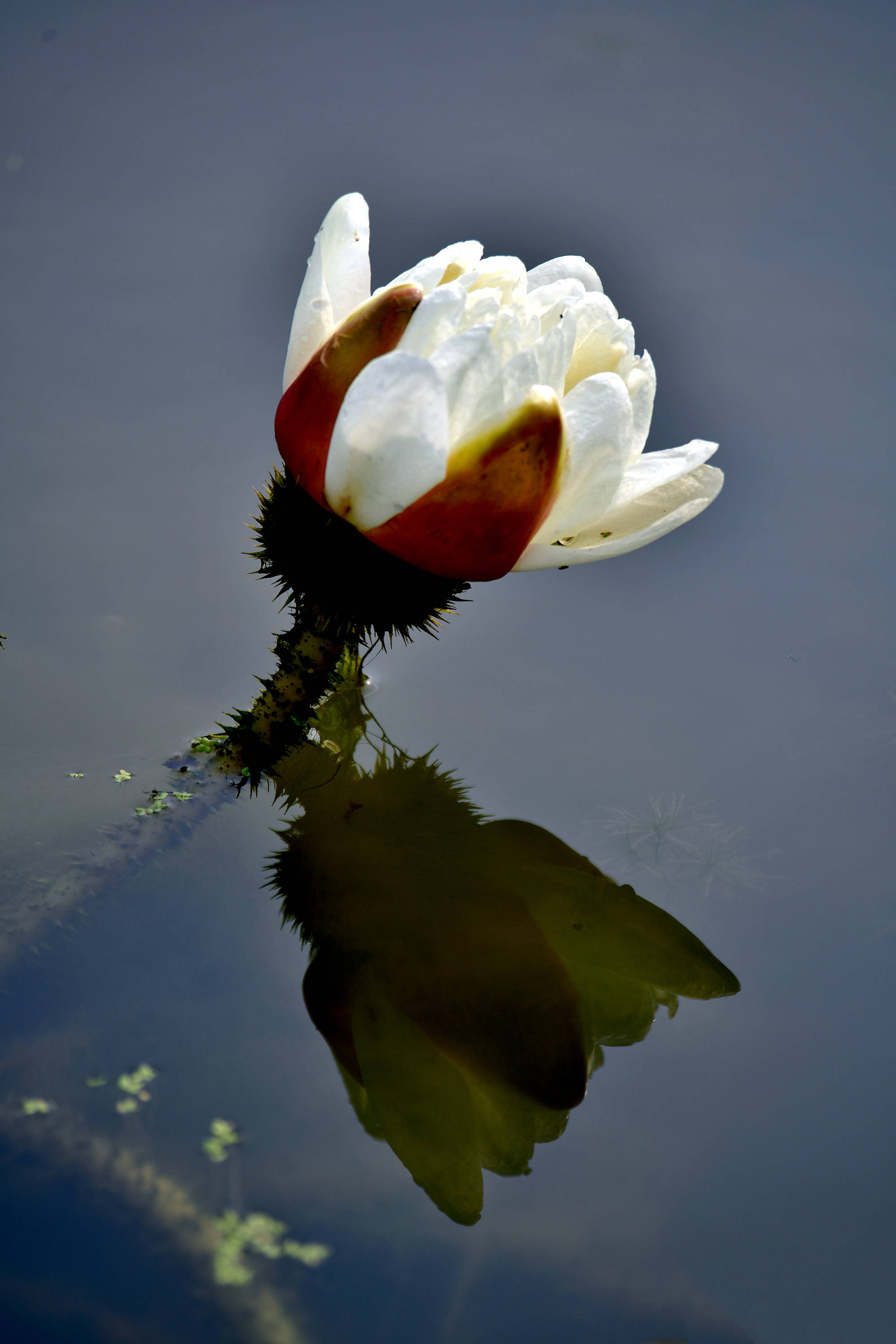 圆明园里观荷花十荷花品鉴续