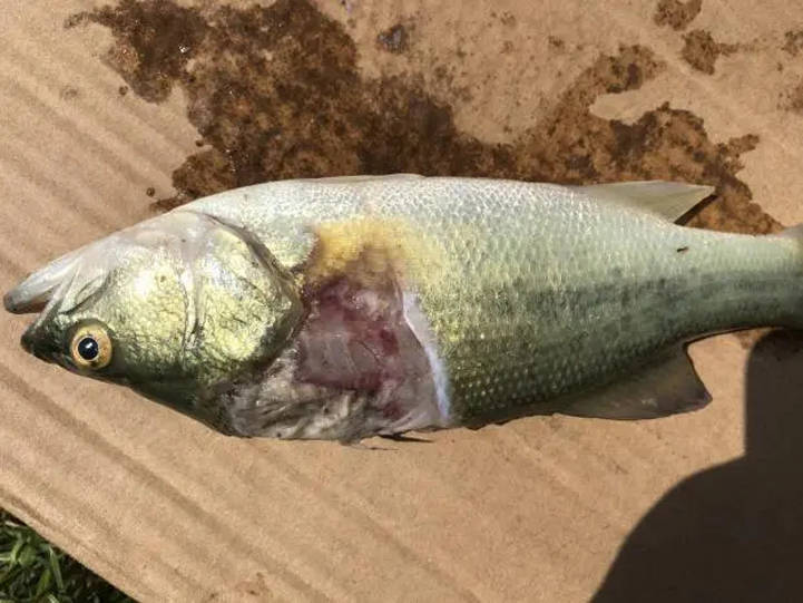 关于加州鲈烂身爆发的主要原因分析