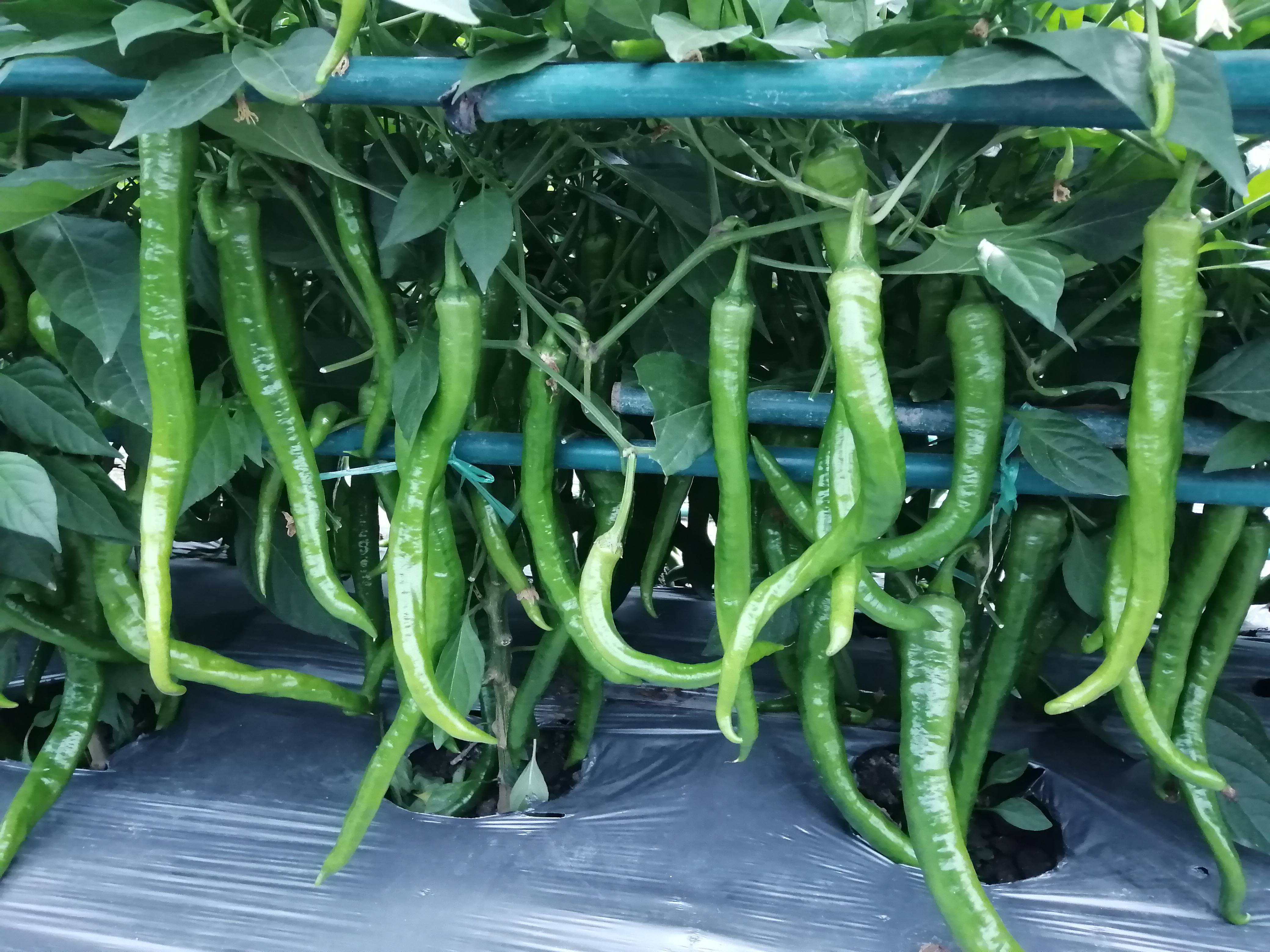 川椒种业:辣椒在农业范围内的影响力到底有多大?_我国