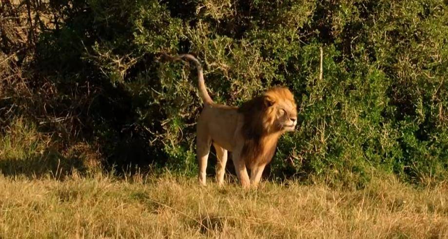 走進非洲動物——獅子