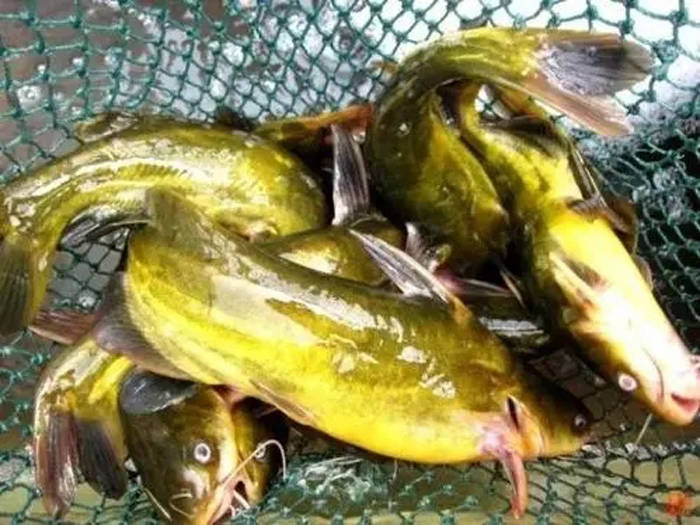 造成黄颡鱼腹水病的发病原因和防治方法 你知道多少 养殖