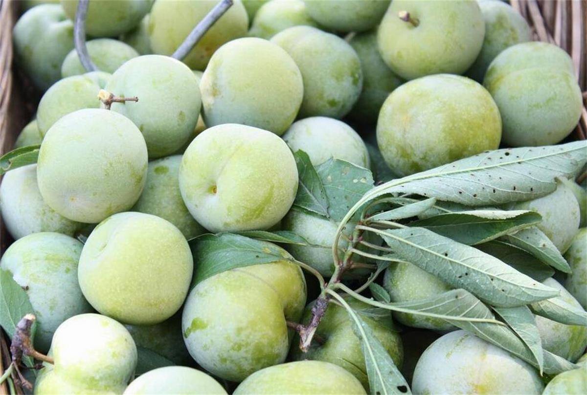 晚熟李子树苗什么时候修枝整形最好 修剪