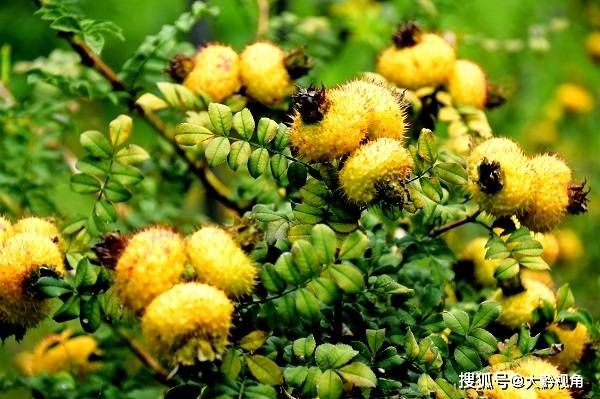 贵州刺梨:山珍小野果成为农民致富“金果”_产业
