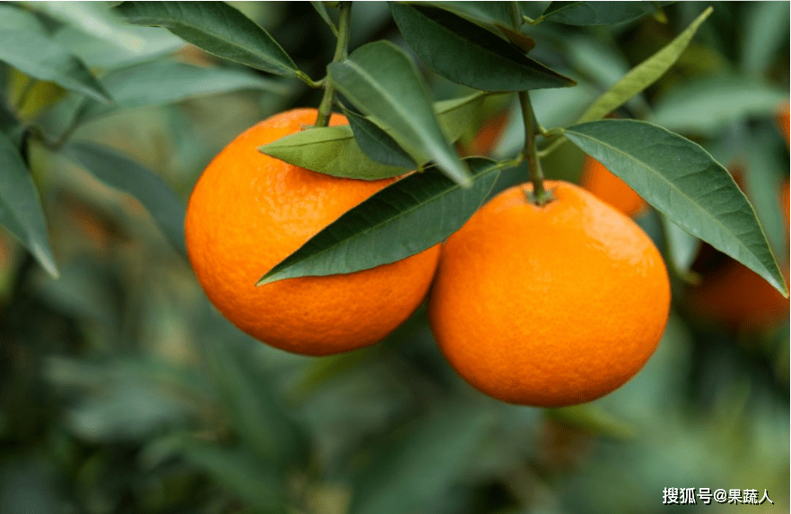 四川丹棱成功培育柑橘新品种金乐柑