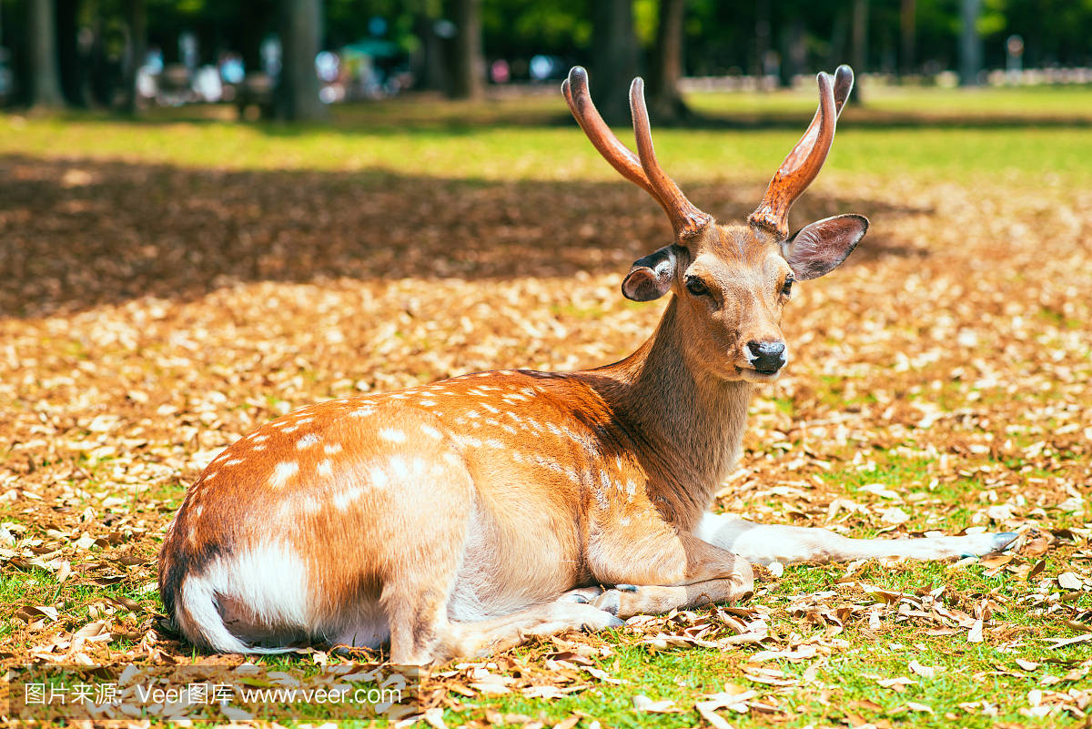 梅花鹿 中国民间故事