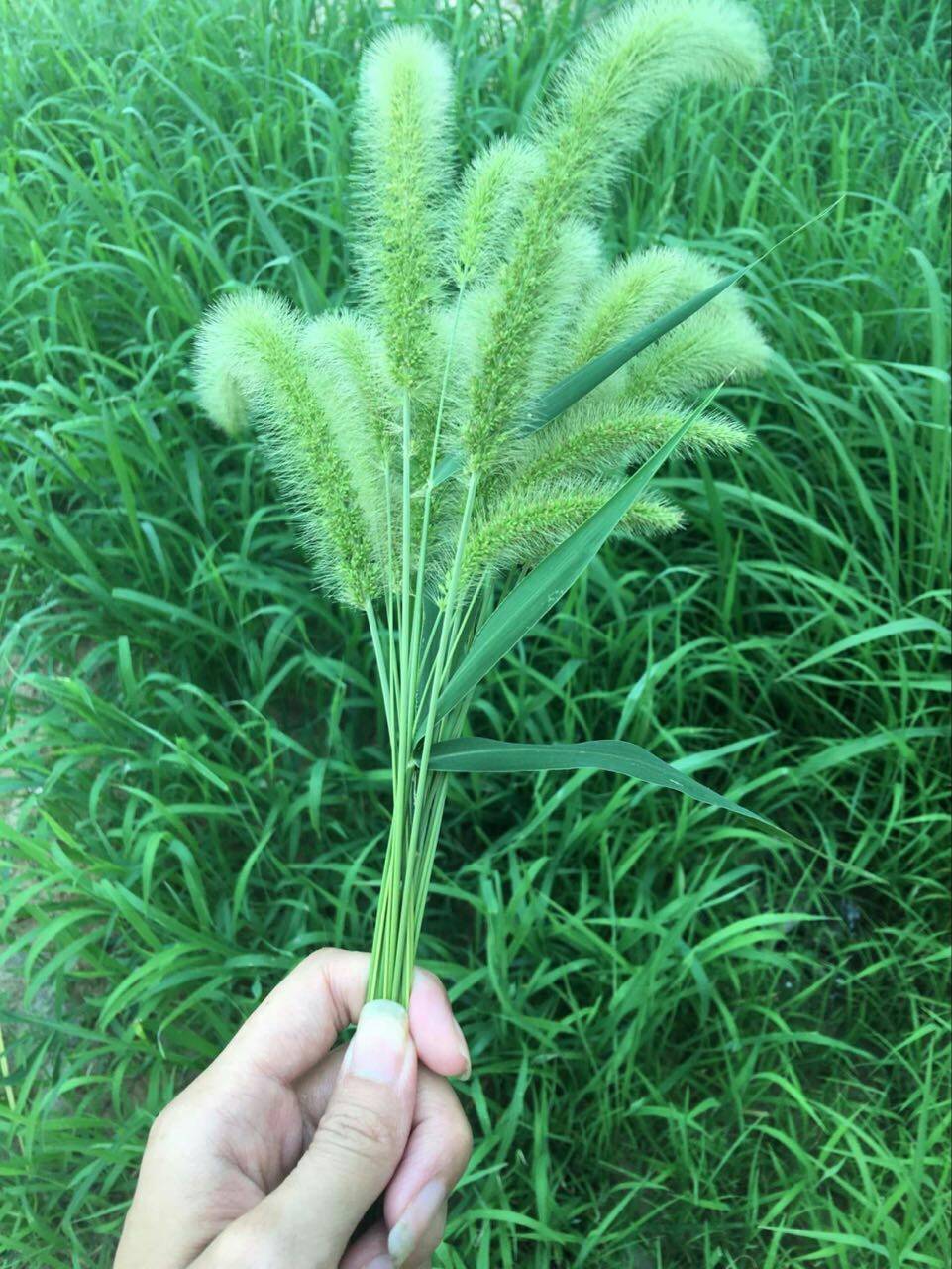 手拿狗尾巴草唯美图片图片