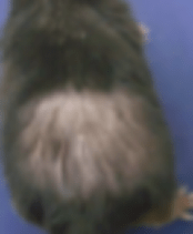 毛囊|肥胖真会引起脱发！Nature最新科研成果揭晓关键秘密……