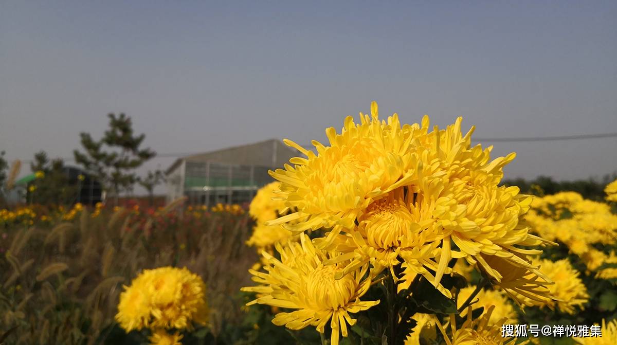 中国花文化 九月菊花 闲对东篱任性开 陶渊明