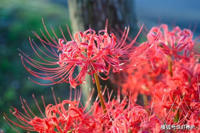 花开半夏 彼岸花开 美了 Lycoris