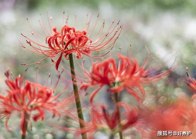 花开半夏 彼岸花开 美了 Lycoris