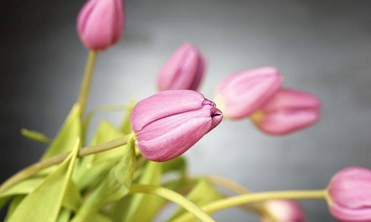 8月下旬天赐良缘 俘获爱情 牵手意中人 爱情花开的四个生肖 感情