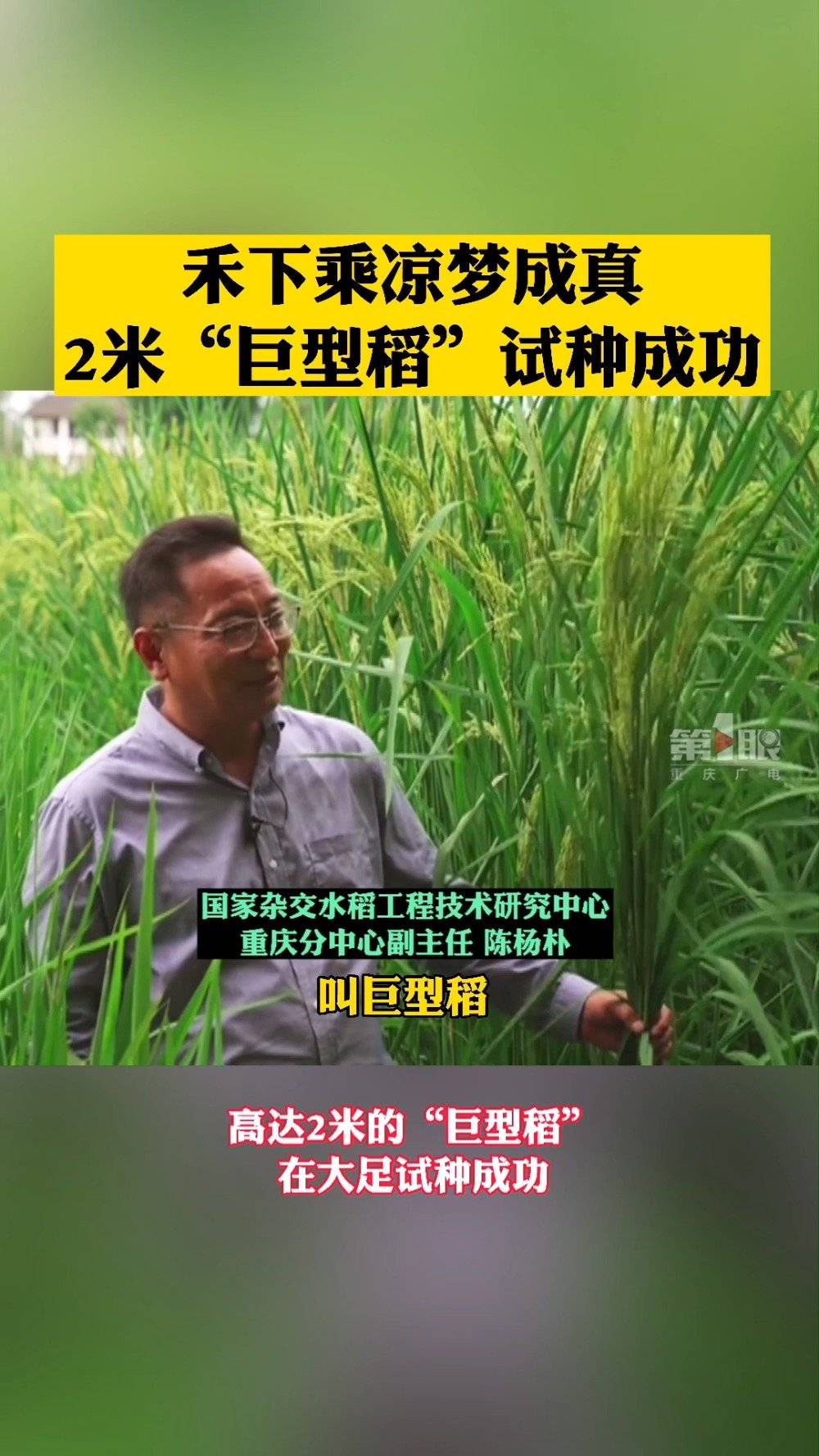 重庆2米高巨型稻试种成功高度是常规稻2倍