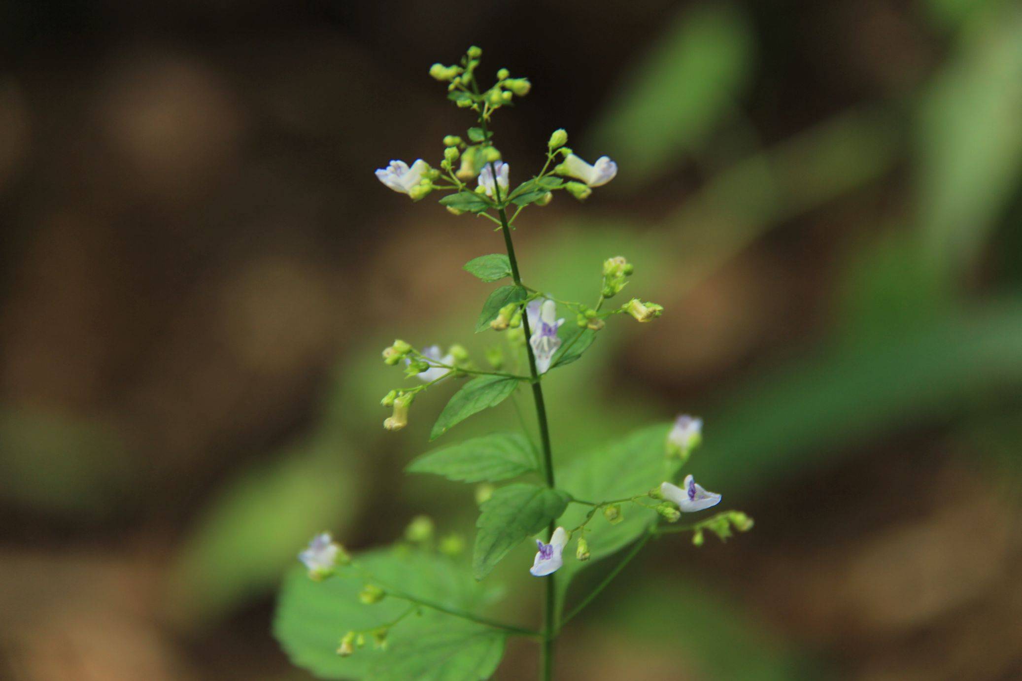 庆元植物1433-唇形科-香茶菜属-大萼香茶菜