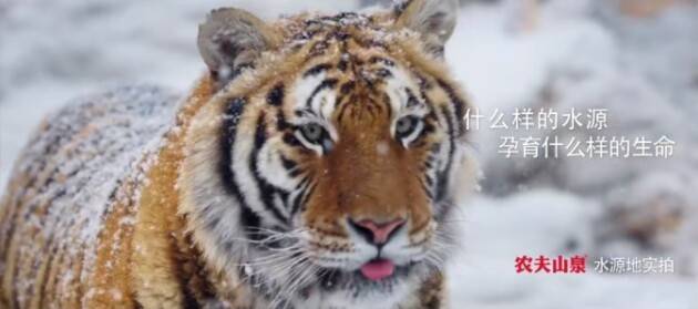 从世纪水战到年赚50亿:精锐纵横回顾农夫山泉的升值营销路_广告