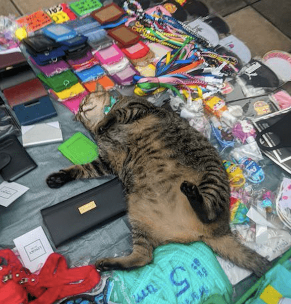 猫咪在路边摊上睡着了 老板很佛系也不叫醒它 这猫咪怎么卖啊 卖东西