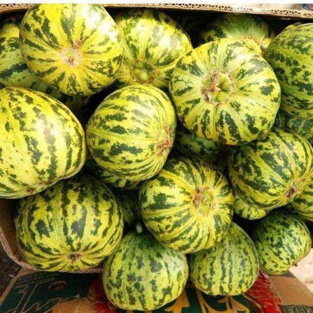 香瓜种子怎么种植方法
