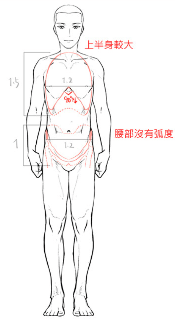 怎么画动漫人物的身体 动漫人物身体结构大概怎么画 肋骨