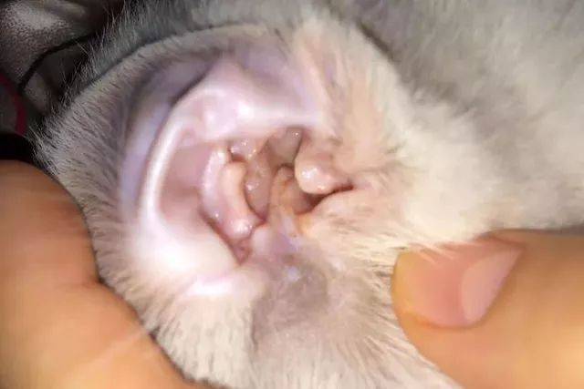 猫为什么会得耳螨