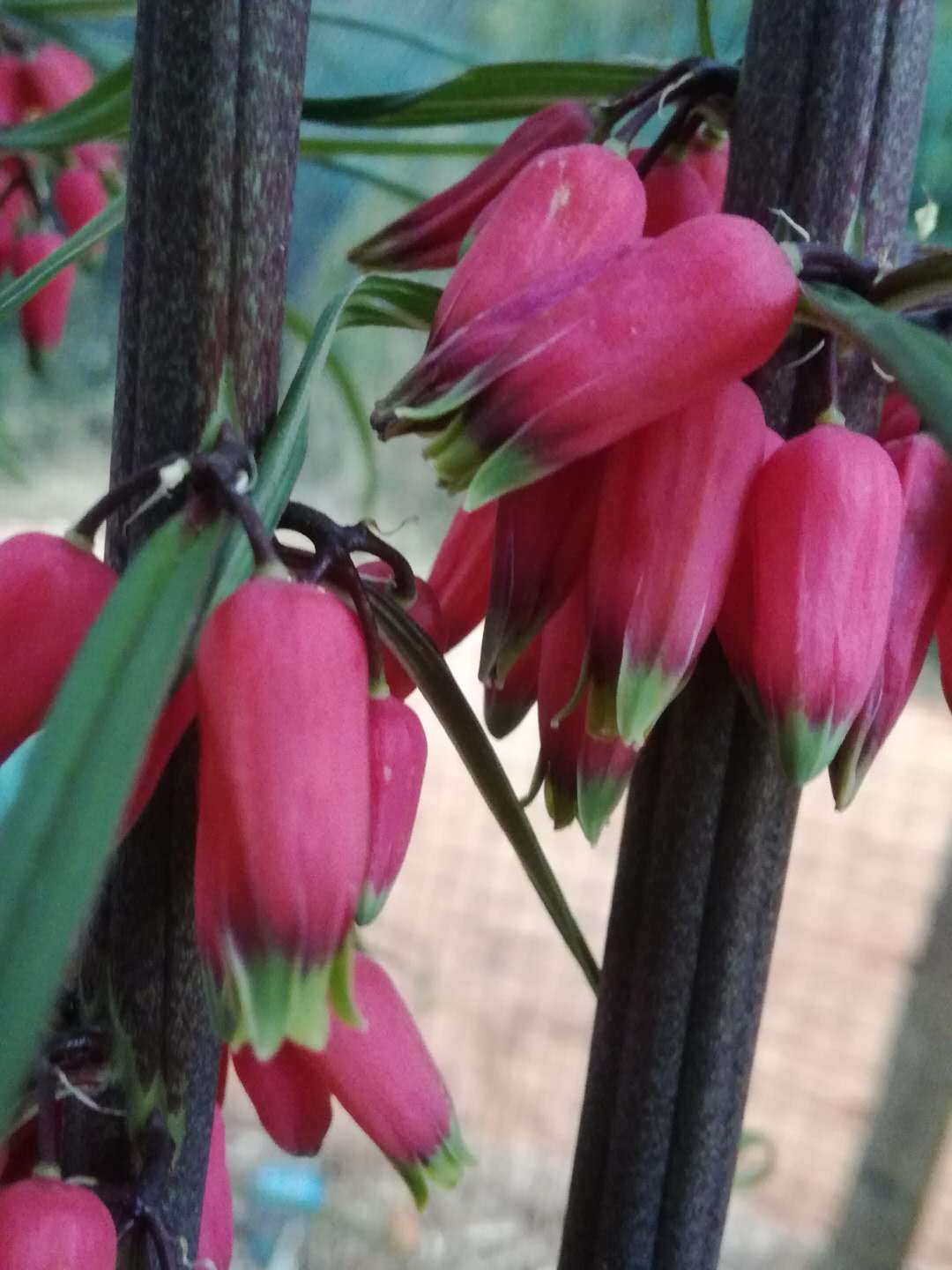 功效|坤土之黄，天地之精---黄 精