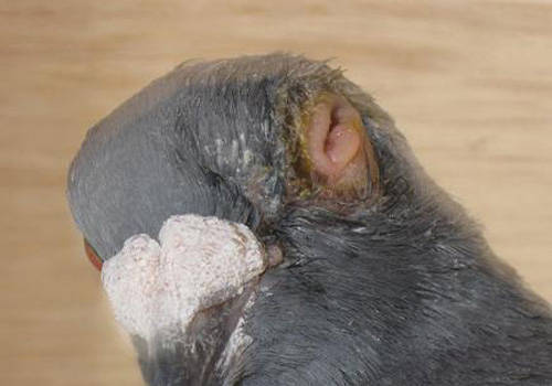 80c213c77c3148989e5bf279b3e5fd46.jpeg