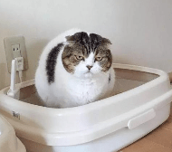 猫咪|养猫注意事项,干货分享你一定不知道的养猫注意事项